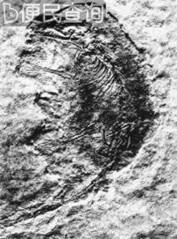 我国发现世界最早有胎盘类哺乳动物化石