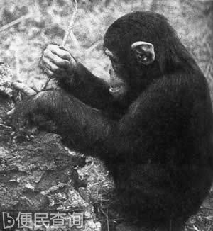 科学家揭开黑猩猩不能说话之谜