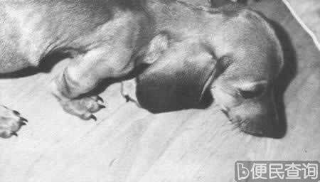 苏联载狗的卫星二号上天