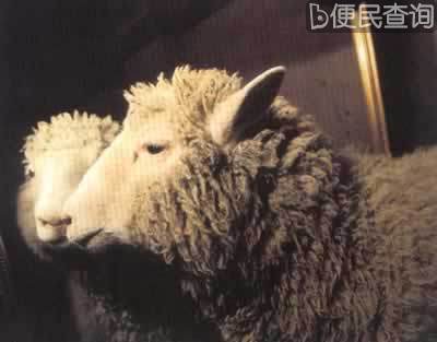 世界第一只“克隆羊”诞生