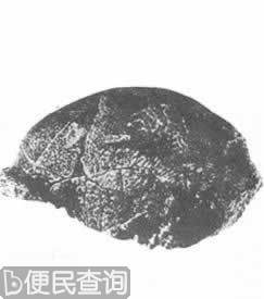 北平周口店发现中国猿人头盖骨