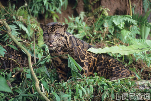 世界自然基金会发现猫科新物种婆罗洲云豹
