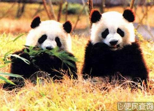 “熊猫之乡”卧龙自然保护区建立