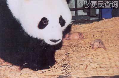 我国用冷冻精液人工授精繁殖大熊猫成功