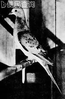 世界上最后一只人工饲养旅鸽在美国死去