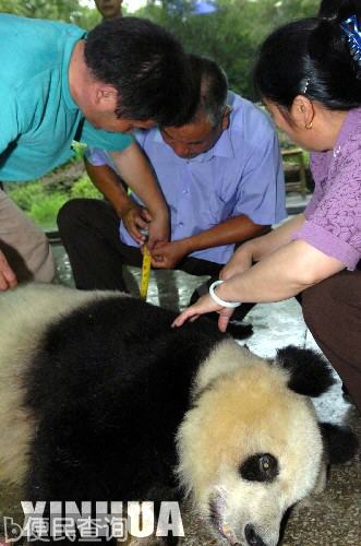 世界最老的圈养大熊猫“美美”病逝