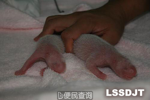 大熊猫“莉莉”诞下今年全球首对大熊猫双胞胎