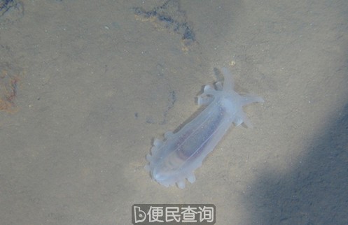 蛟龙号海底所拍生物高清照片公布(组图)