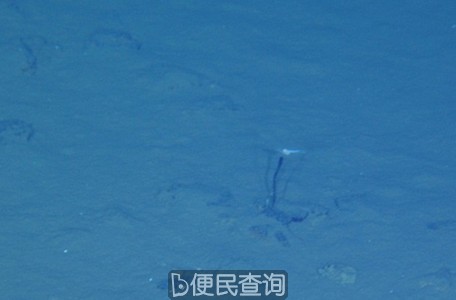 （蛟龙号7000米级海试第三次下潜拍摄的生物照片）