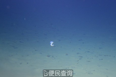 （蛟龙号7000米级海试第三次下潜，看到的跳舞的海参。）